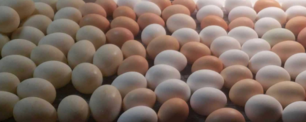 Chicken Eggs