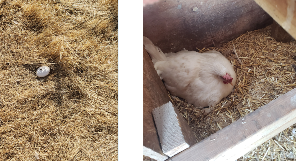 egg in pasture and brooding chicken