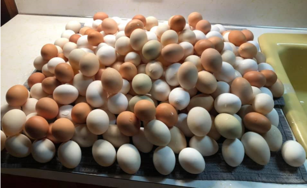 Pile of just washed eggs