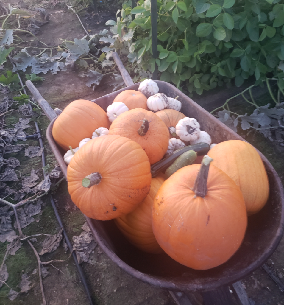 One of several loads of our harvest