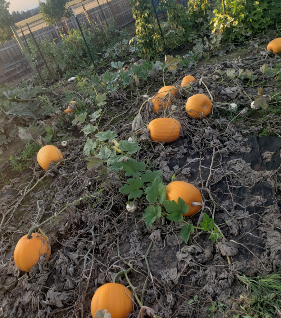 Pumpkins ready to be picked