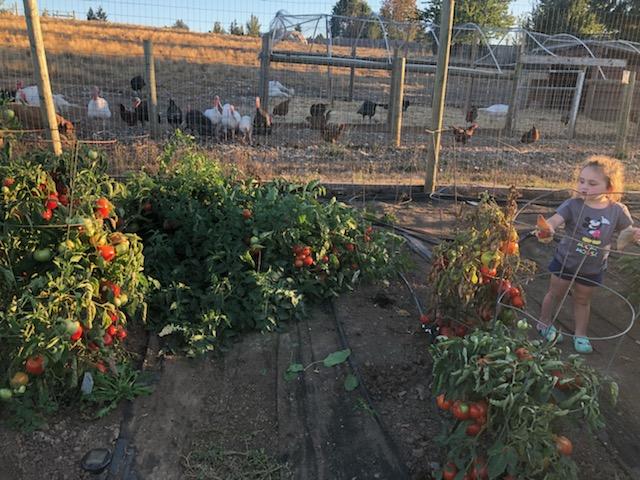 Tomato plants in the garden