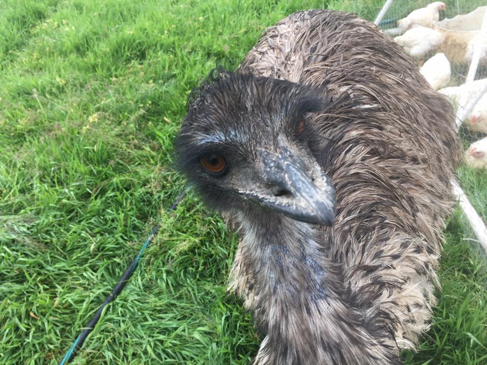 EMU