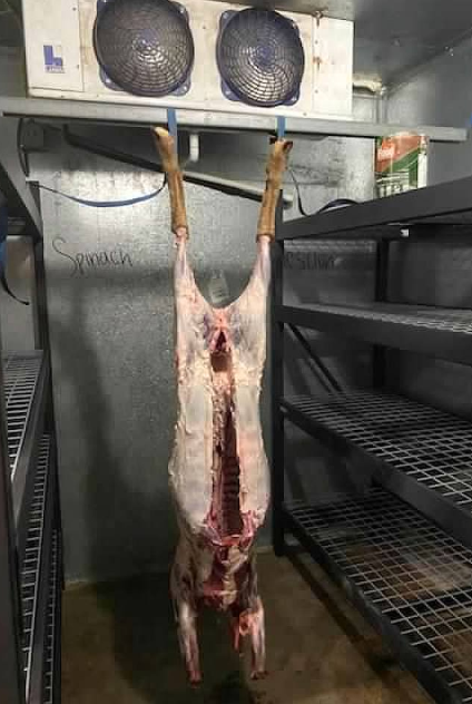 Lamb hanging in walk-in cooler