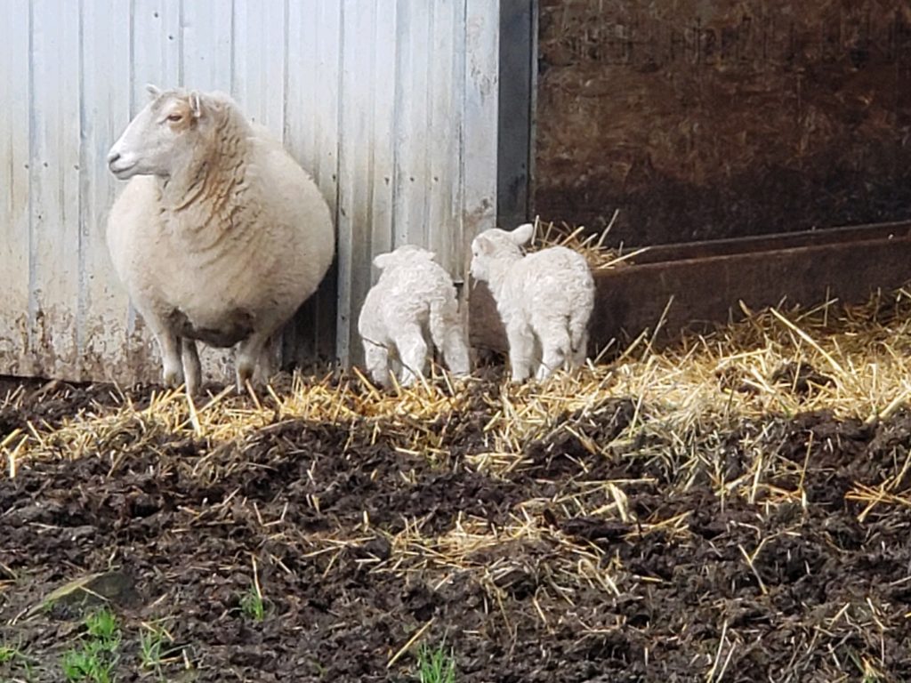 Momma & twin lambs about 2 days old