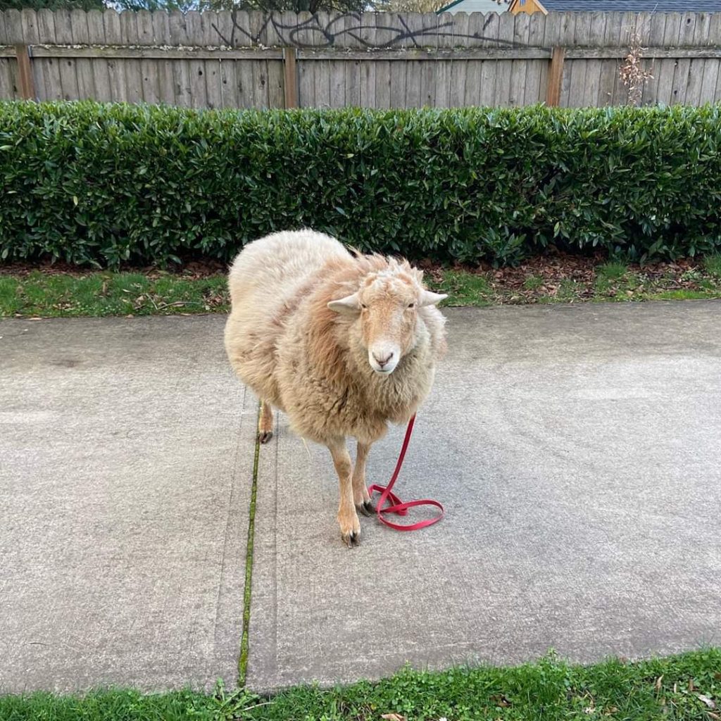 Spencer out for his regular walk around SE Portland