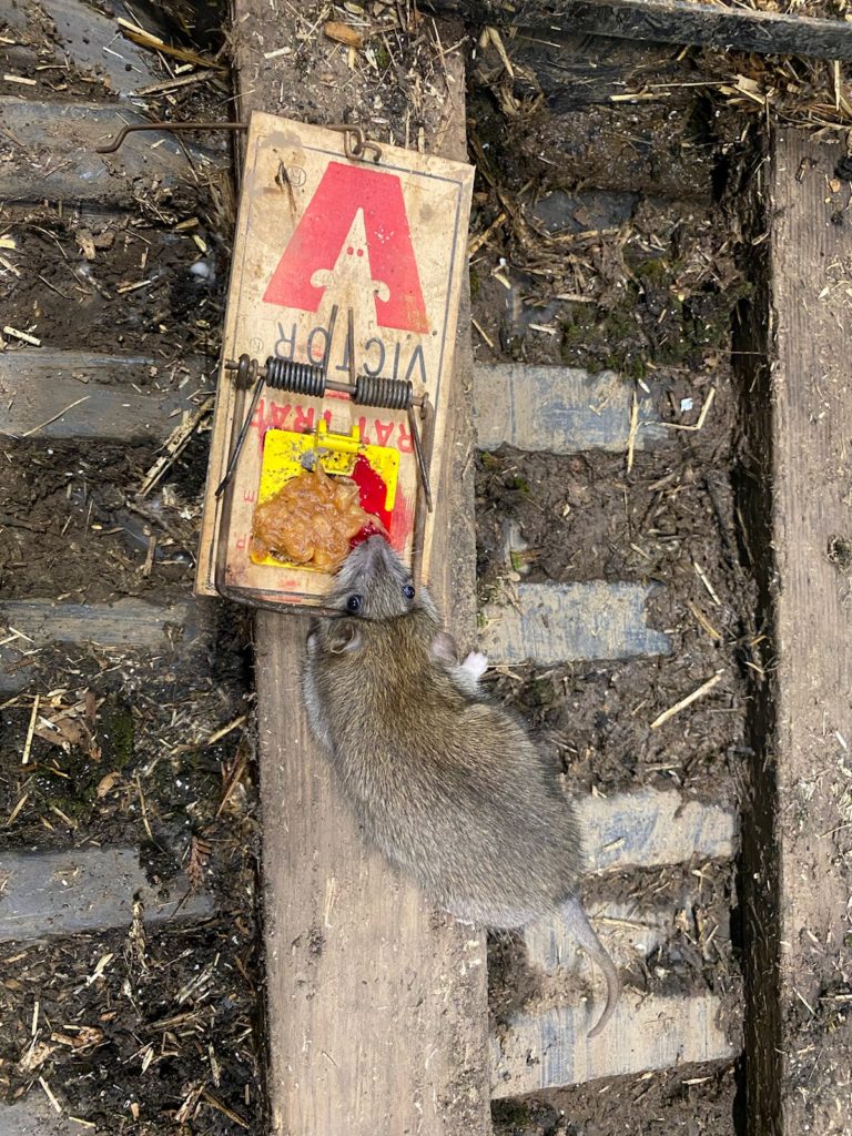  Dead rat that went for peanut butter