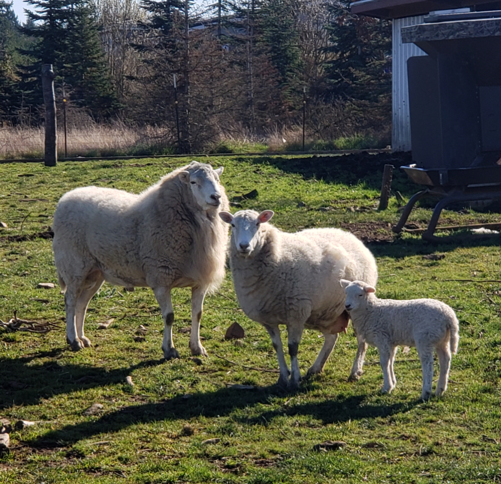 Ram, Ewe, & Baby yesterday (2.27.2020)