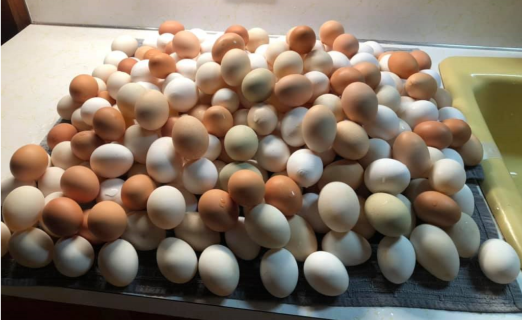 Washed Eggs