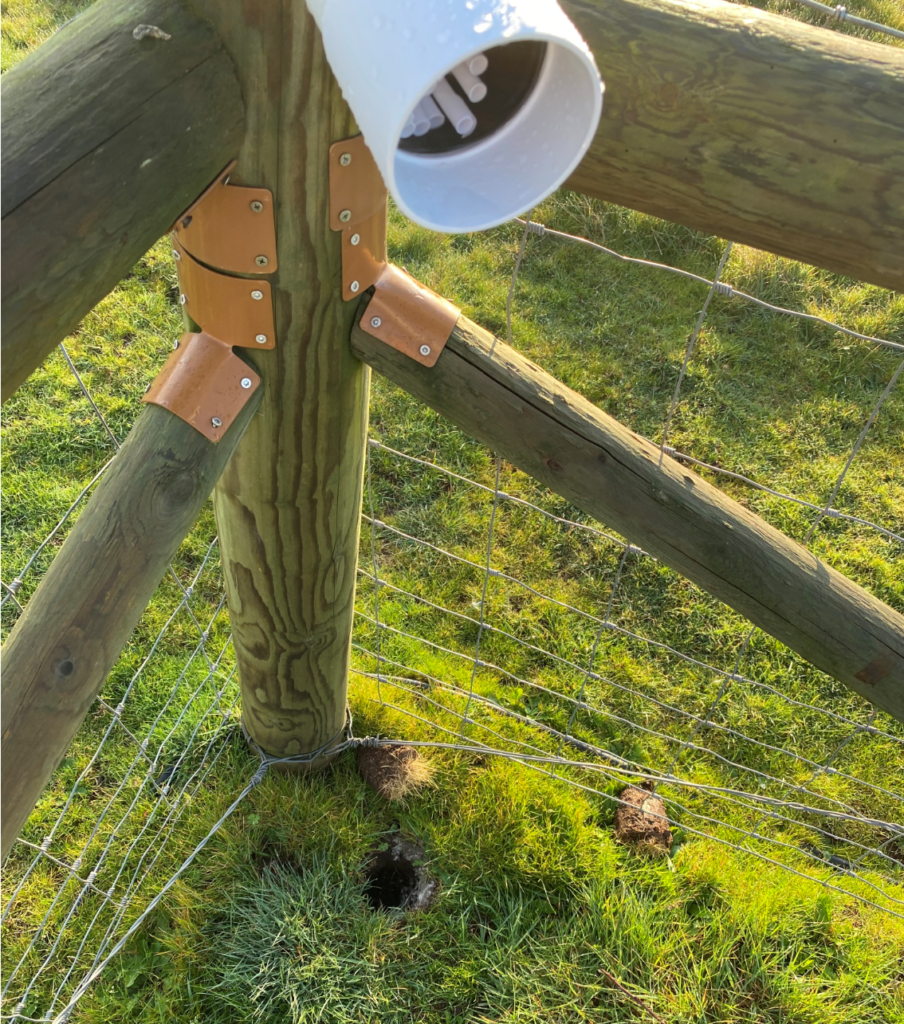 Hole dug for bees to lay eggs