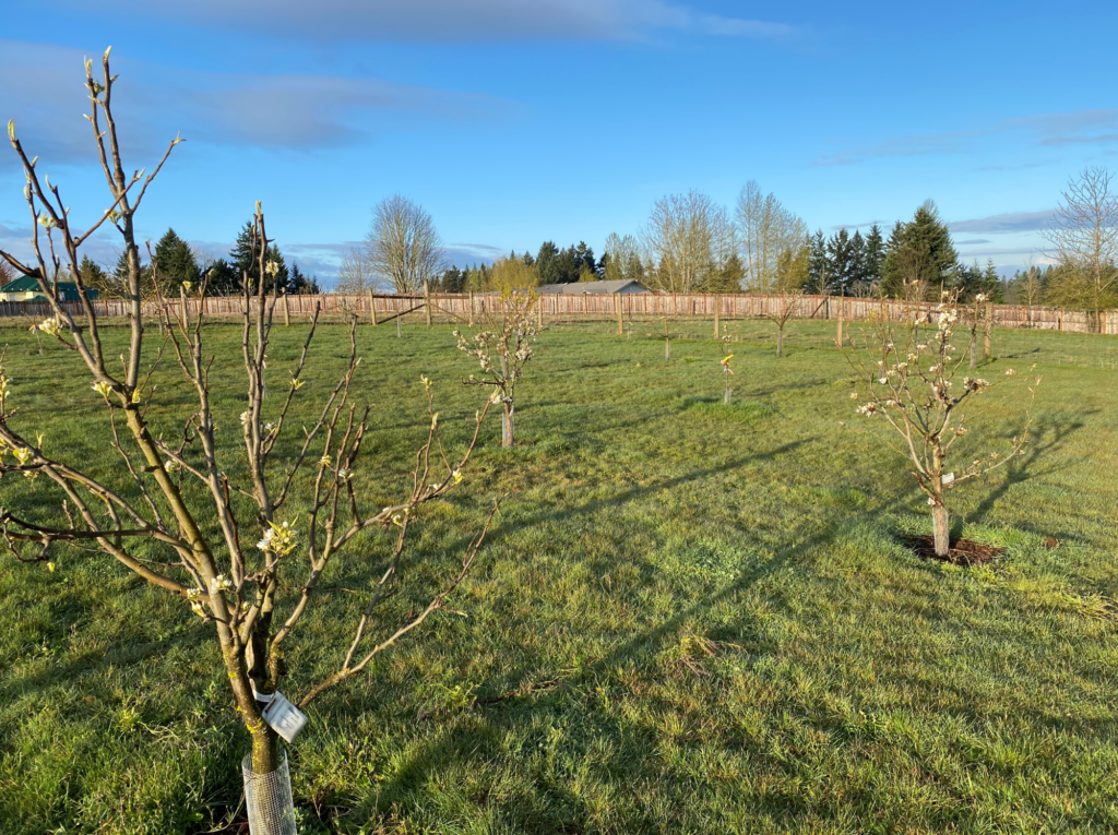 The orchard at the G & E Ranch