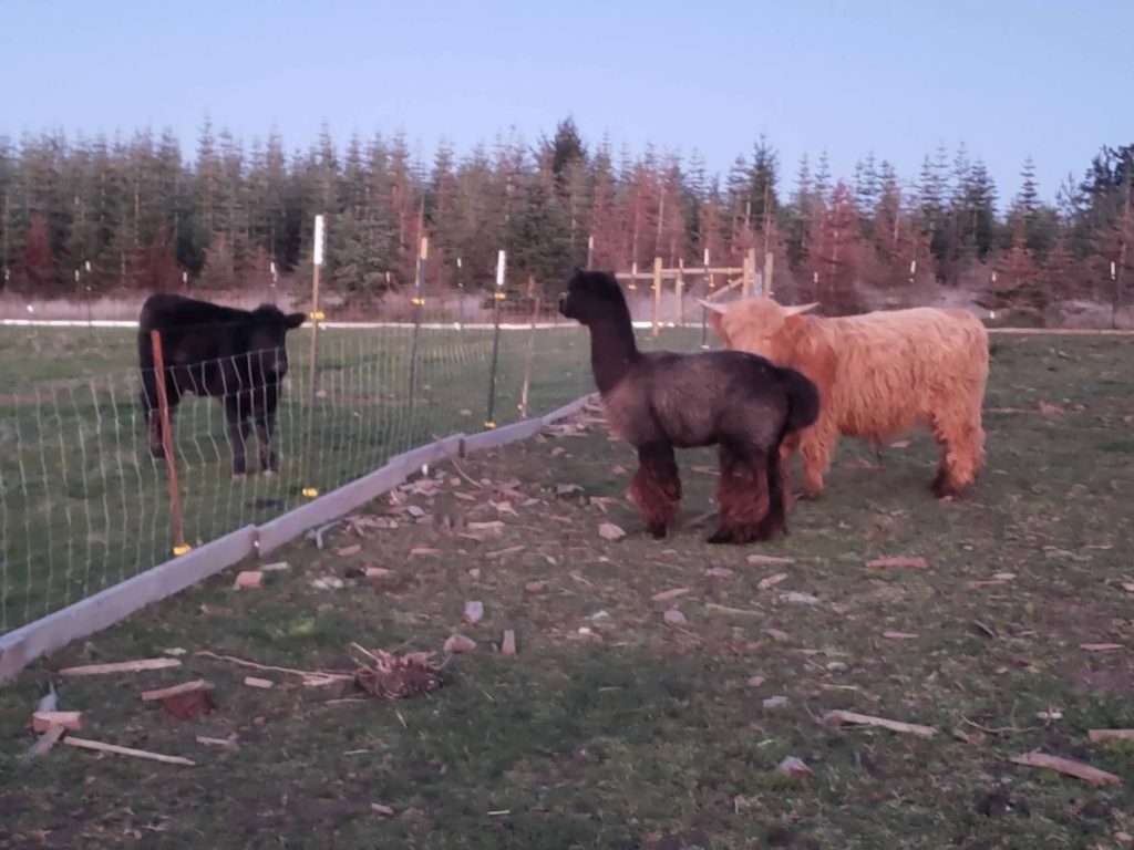 Animals getting familiar with themselves from a safe distance 