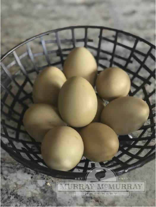 Picture off of  Murray McMurray Hatcher website to show you the color of eggs