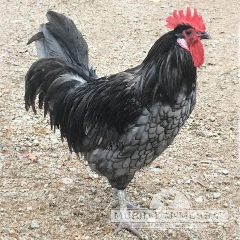 McMurray Hatchery Blue Andalusian