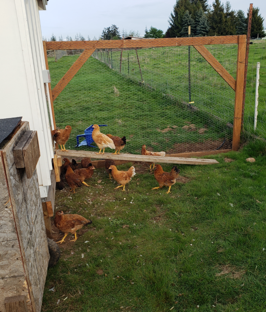 Chickens getting used to their new home