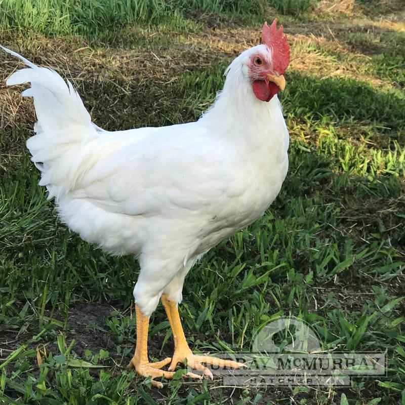 McMurray Hatchery Pearl White Leghorn