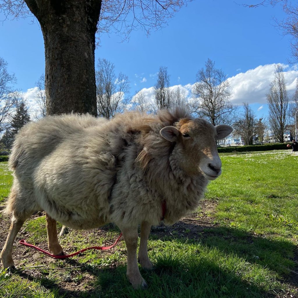 Spencer out on a walk