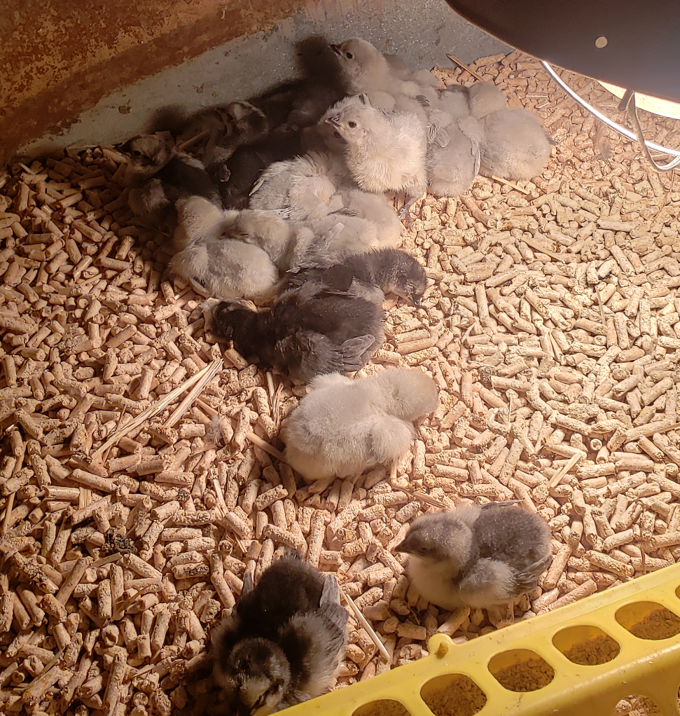 Chicks in barn huddled under heat lamp