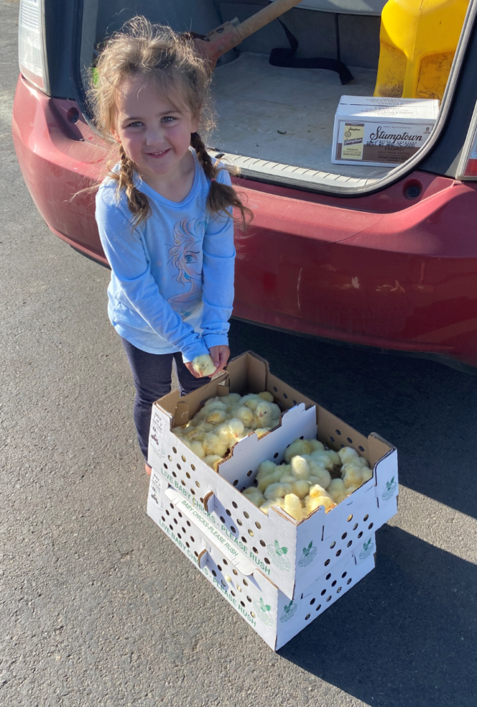 When the post office called at 6am to say "your birds are here" Peyton was excited and ready to go.