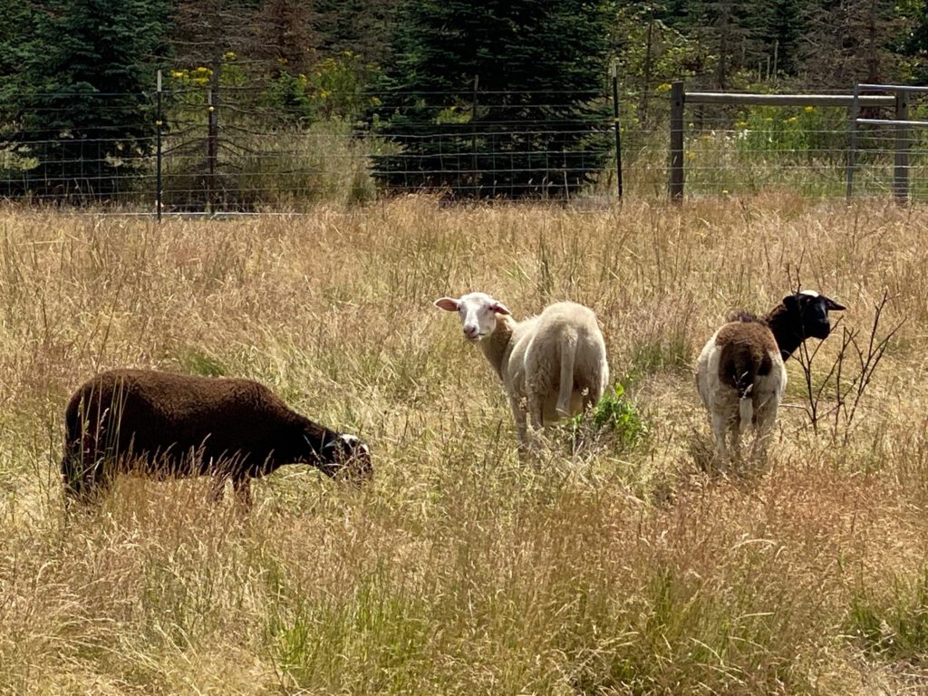 3 Young Ewes