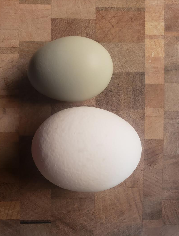 Top: Whiting True green egg from an adolescent chick who just started laying.
Bottom: Is an egg from an adult White Leghorn
