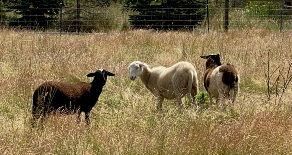 3 Young Ewes