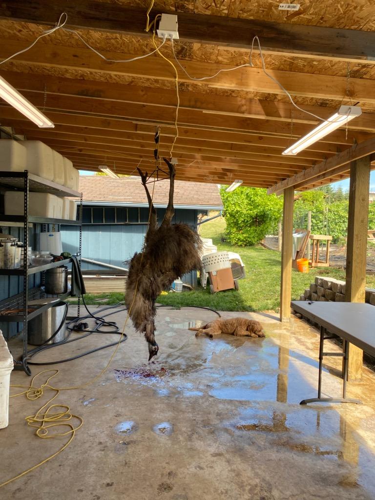 Emu hanging ready to be butchered 