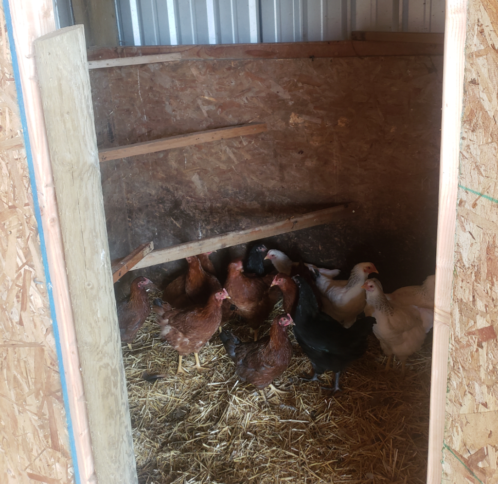 Roosts in Chicken Coop