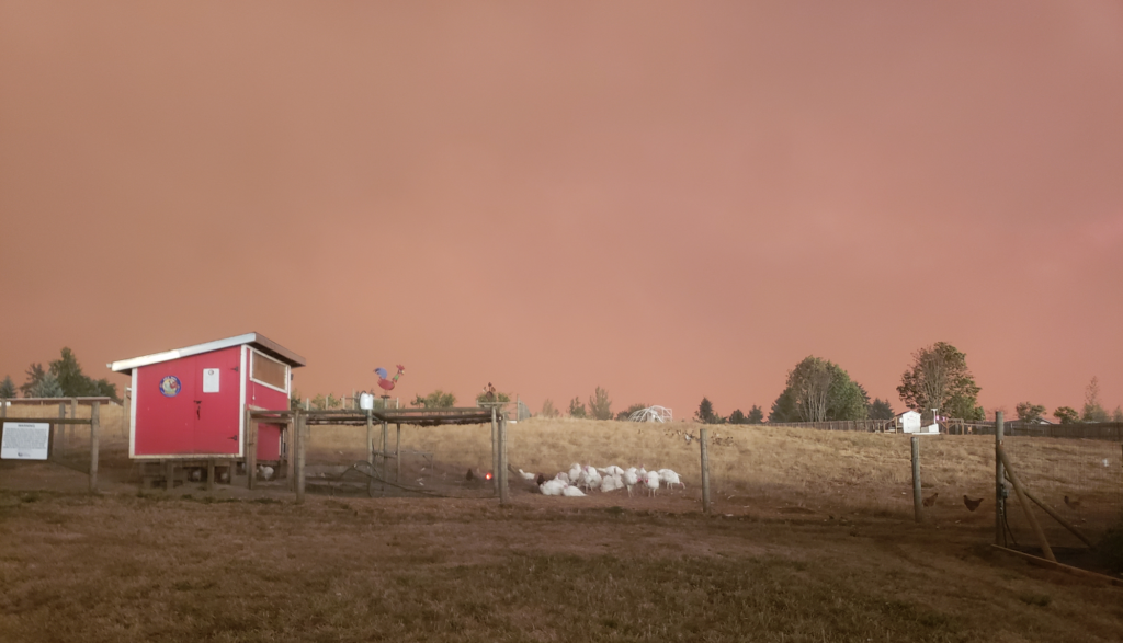 The smoky skies above the ranch, in the middle of the day