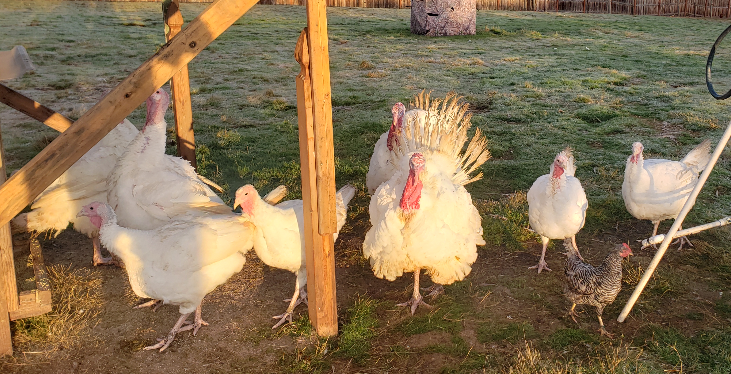 Turkeys in pasture 