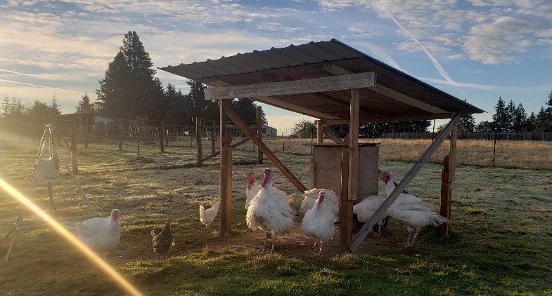 Turkeys in pasture 