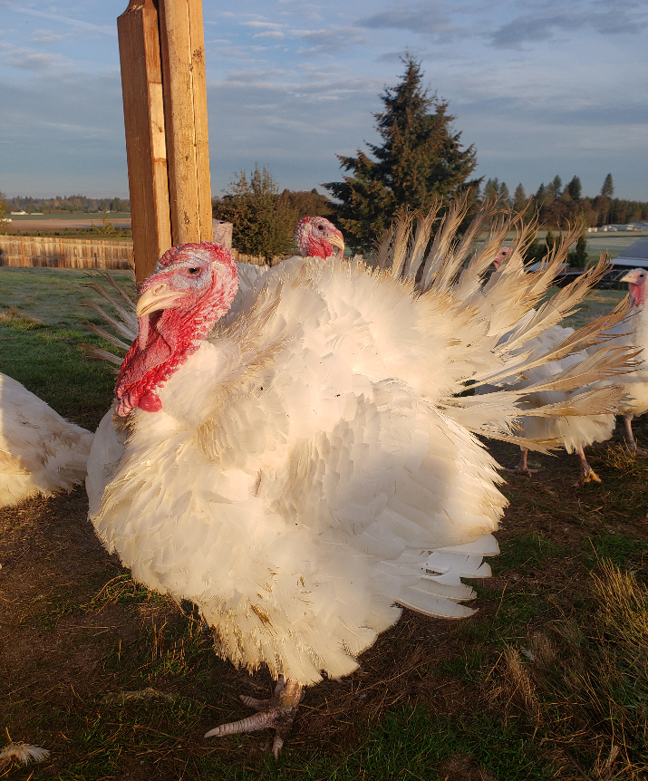 Turkeys in pasture 