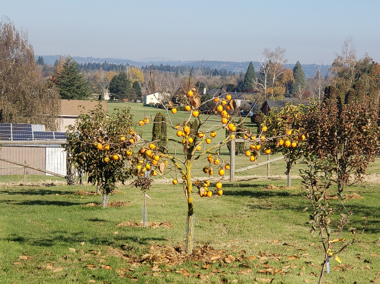 Persimmon Tree