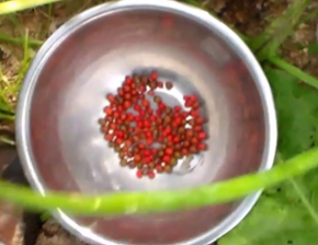 Asparagus berries