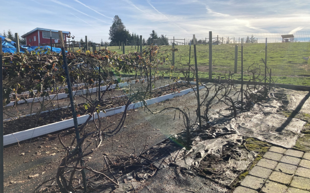 Pruned rows of berries in the garden