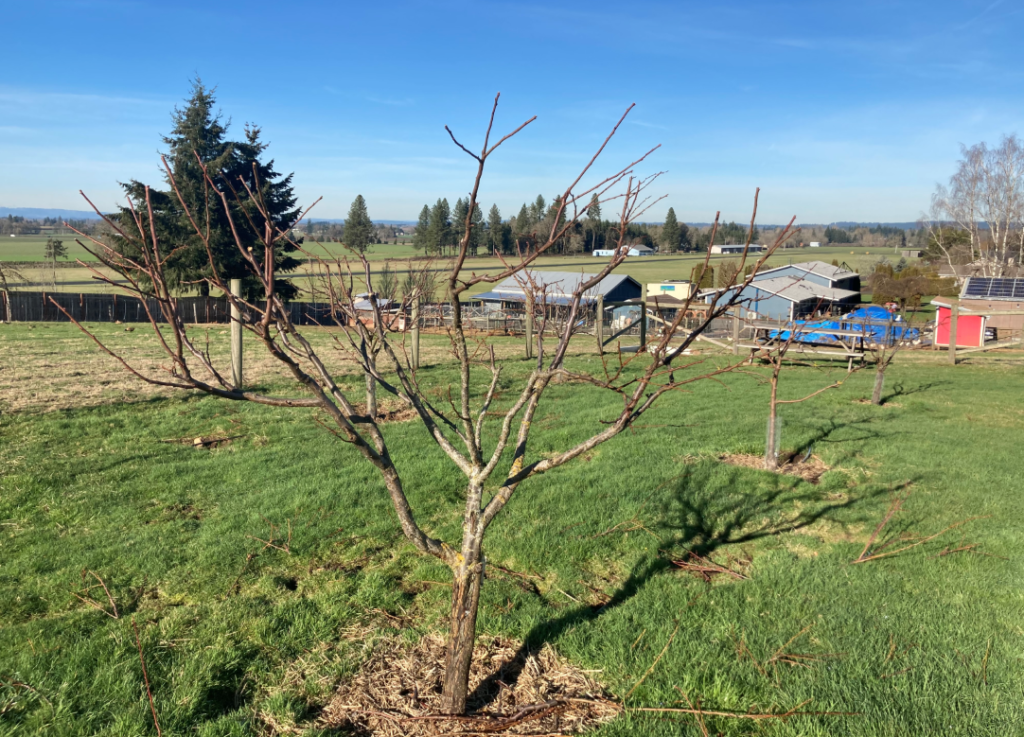 Pruned orchard 