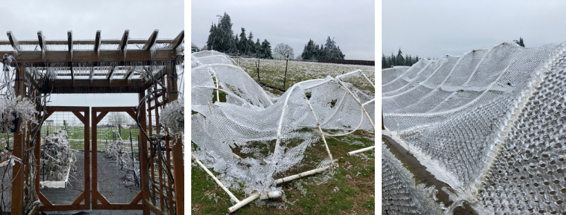 Ice in the garden, destroying the poultry tractor, and collapsing duck run over